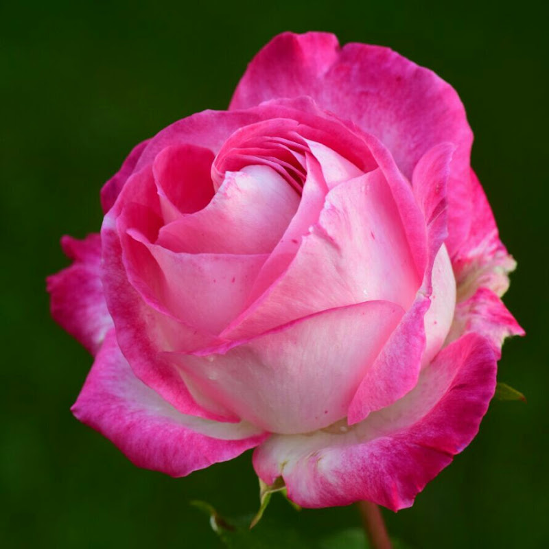 Shahid Nawaz