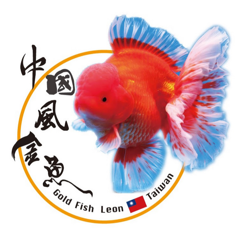 中國風金魚-金魚專賣專賣金魚 YouTube 頻道頭像
