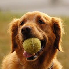 Pet Cute