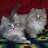 @tgaskill's avatar