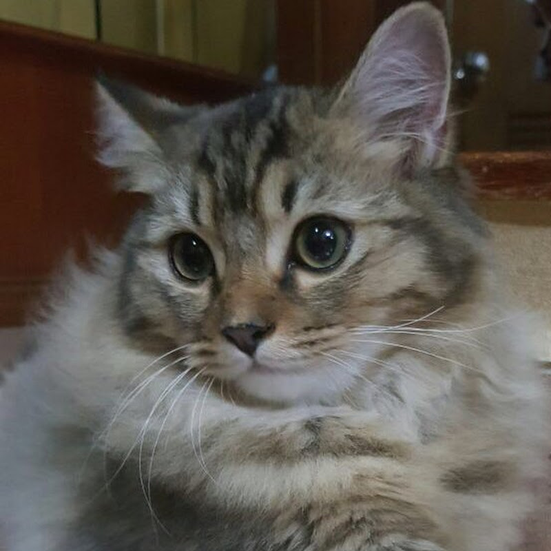 Hazal Zila