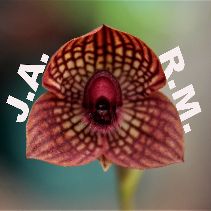 Mundo orquídeas World orchids мировые орхидеи