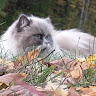 Автор