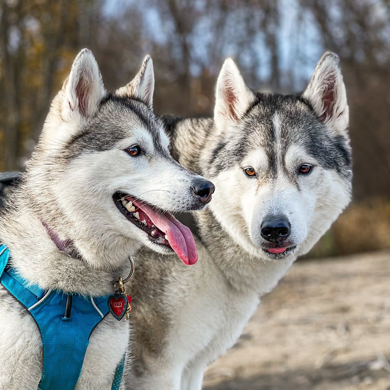 Loki the Siberian