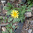@leymuschinensis9922
