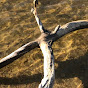 Channel Logo