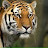 @tigerclaw4537