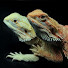 MTtjPOkQ4d4-channel-avatar-Cliffhanger Reptiles