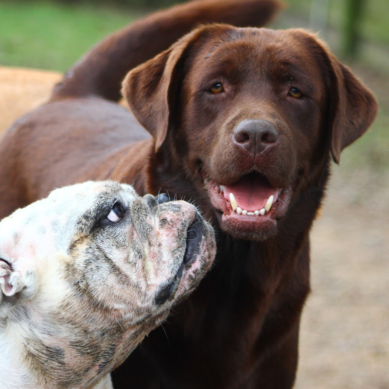 Dog Ranch Dog Blog