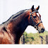 hhms2lw8Hw4-channel-avatar-Panache Hackney Horses