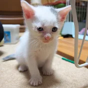 おーちゃん