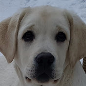 Hodowla Labradorów Ta Bajka ZKwP, FCI