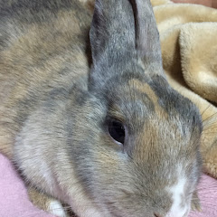 ゴリさん