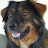 @davethedogdude's avatar