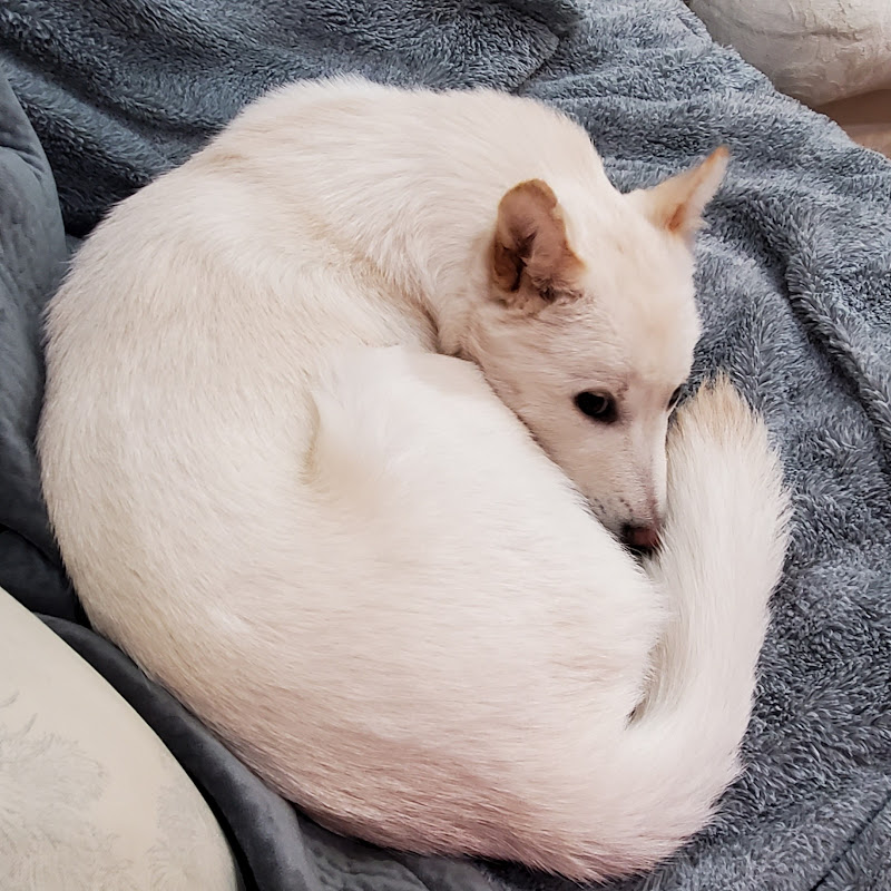 Jindo La Luna and The Avid Reviewer