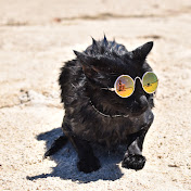 Nathan the Beach Cat