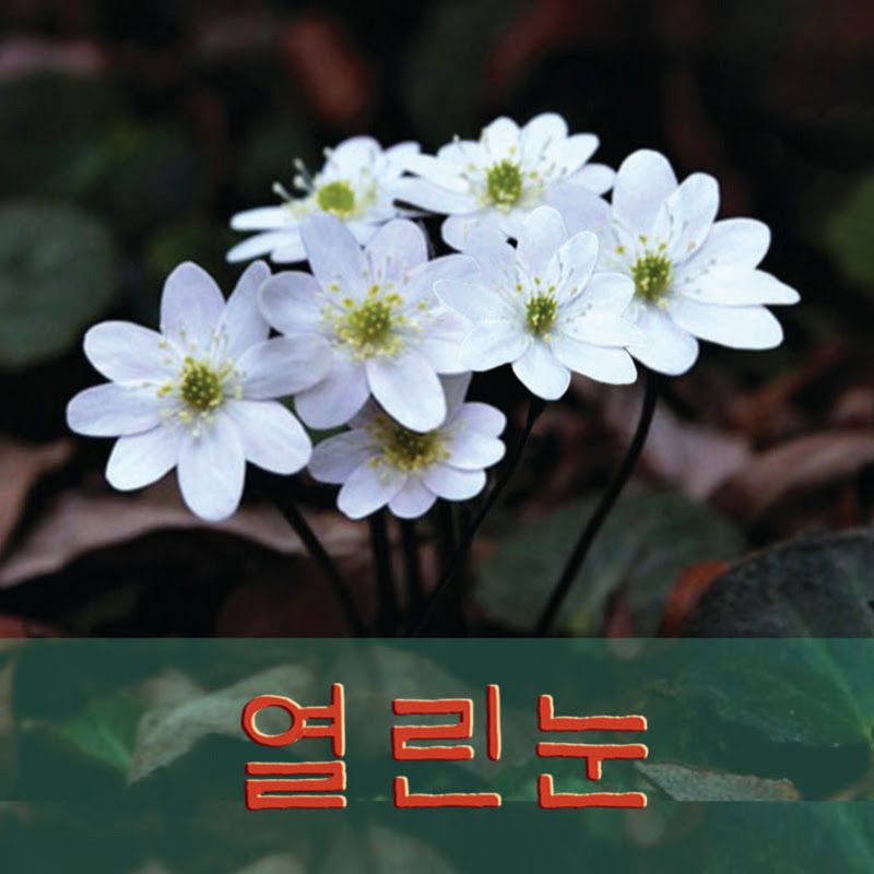 열린눈 yeollinnun icon