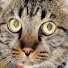 6haPl2L36OY-channel-avatar-toraneko ginji