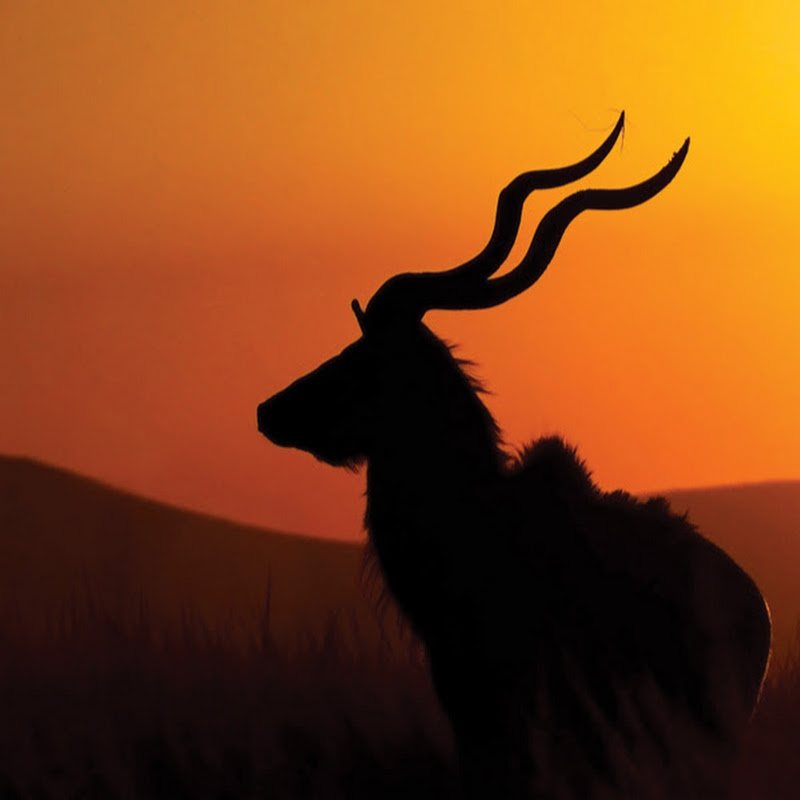 Side by Side Safaris