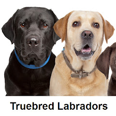 Truebred Labradors