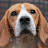 Caceria Beagle Chile