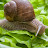 @snail_3700