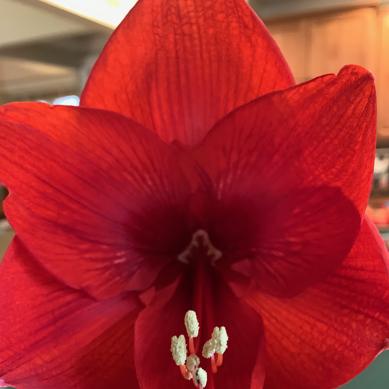 Buncombe County Master Gardeners