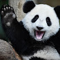 Jumping Pandas Avatar