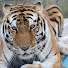 jZvb8vPld8M-channel-avatar-Kowiachobee Animal Preserve