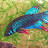 @southeastasianaquatics230 Avatar