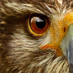911 Wildlife Rescue