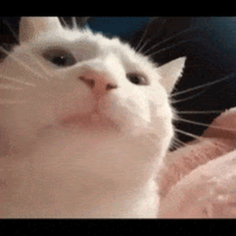 Gato