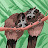 @nightshadesalad's avatar