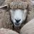 Fleece & Harmony