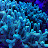 @Odrakan Avatar