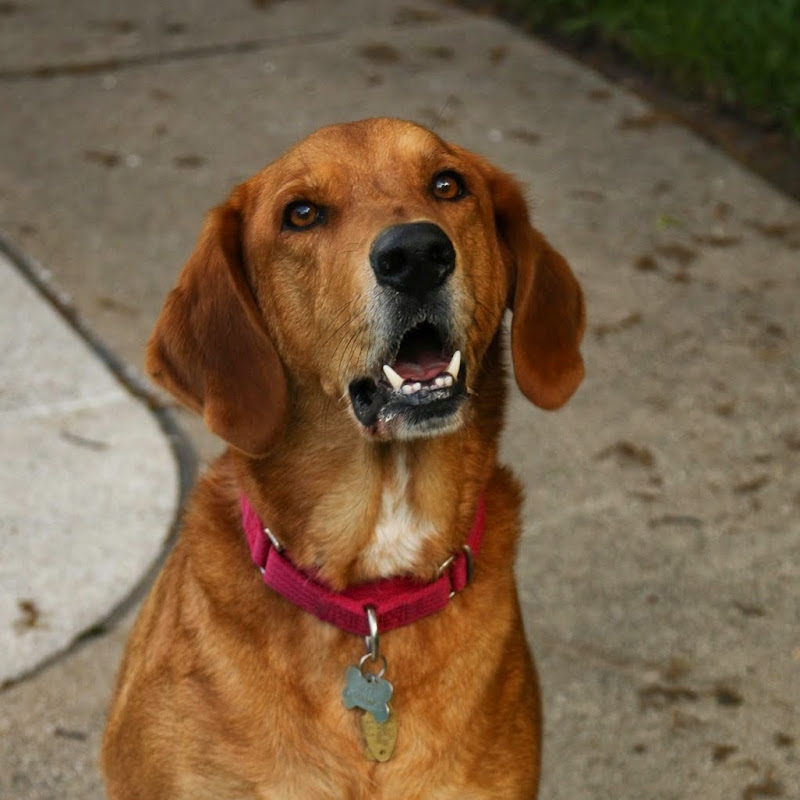 Jake Needs A Home