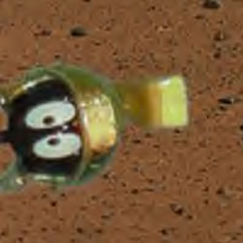 David Petro