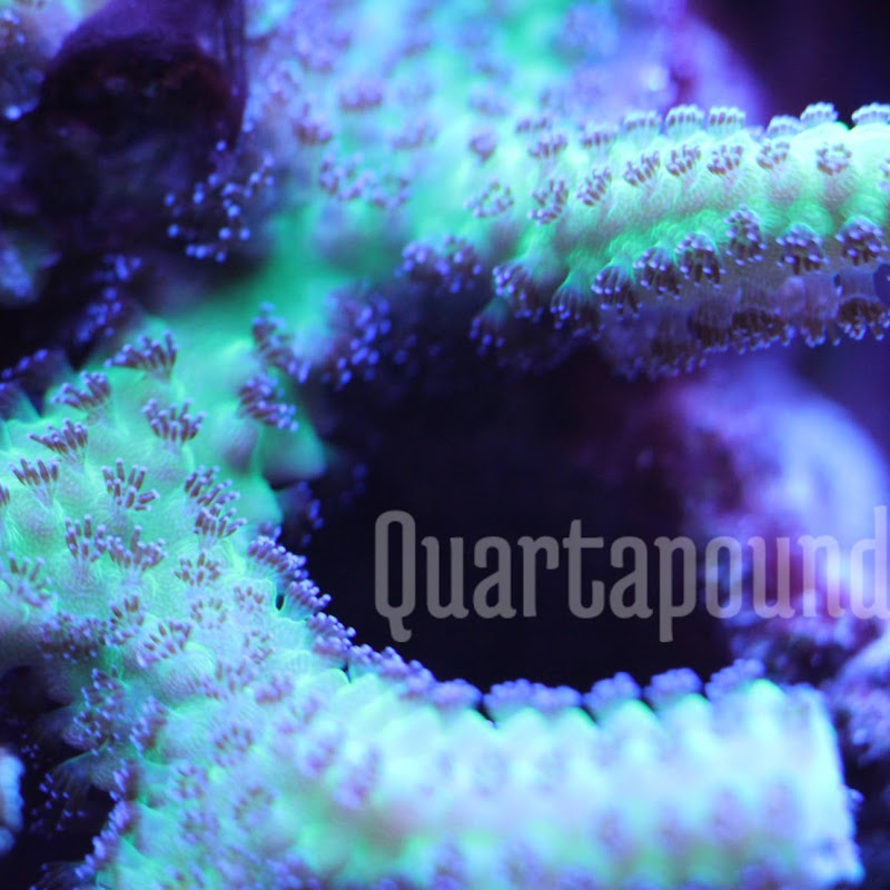 Quarta's Reef