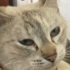 Modaelyte
