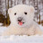 @bearj0801