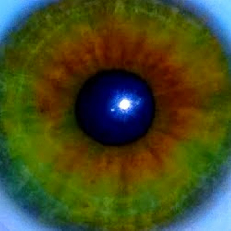 Field Torus