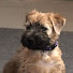 DloUndidbFI-channel-avatar-PuppiesAndDogsInfo