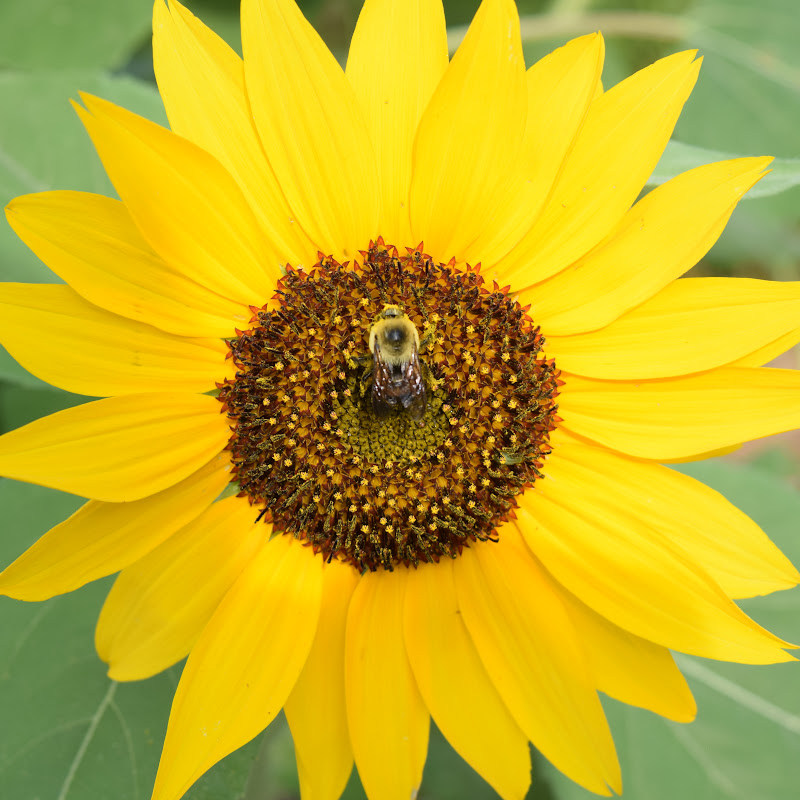 Central Gardens of North Iowa