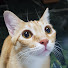 JNA4IPmvaZc-channel-avatar-Tengteng83