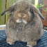 eijfijOOlcI-channel-avatar-Holly's Hollands Rabbitry