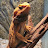 @The_Animal_Man's avatar
