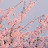 @cherryblossom1460