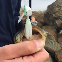 LB_Fishing