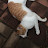 @코리아냥이
