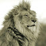 9ygfdJun4Ic-channel-avatar-Kairos Konnection